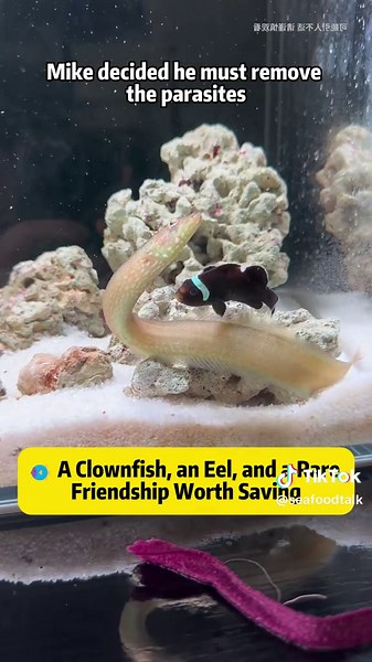 🐠 A Clownfish, an Eel, and a Rare Friendship Worth Saving In today's emotional underwater story, Mike discovers something shocking inside his clownfish - a cluster of parasites that could end its life at any moment. But this isn't just any clownfish. It shares a rare, unbelievable cross-species friendship with an eel in the same tank. They eat together, sleep together, and move like a team, despite the fact that eels are natural predators and clownfish should be part of their diet. This video d