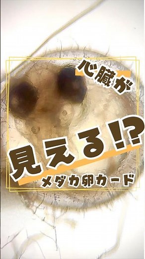 [Medaka Eggs] Can you see the heart!? How to make a Medaka egg card! #KagechanSensei
