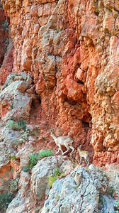 Bezoar goats roaming the red cliffs of Armenia’s Vayots Dzor region 🌿 @hamtraveler #Armenia #TheHiddenTrack | Armenia.Travel