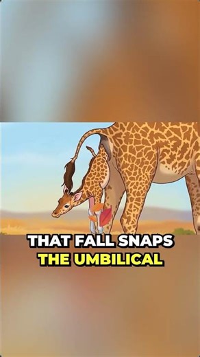 The giraffe birth drop —why newborns fall six feet and instantly switch on
