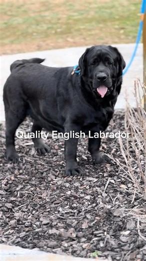 Summer Hill Labradors on Instagram: "What a quality English/Bench Bred Labrador Retriever looks like in the USA! #blacklab #lab #labradorretriever #englishlab #labrador #dog #dogsofinsta"
