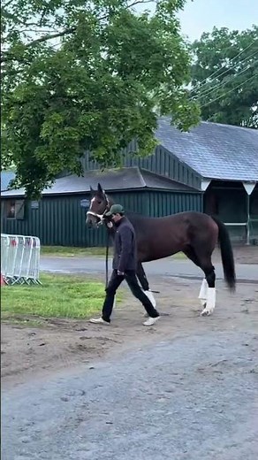 Kentucky Derby winner GOLDEN TEMPO arrives for the Belmont Stakes!