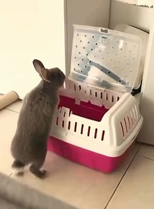 Funny bunny 🐰 100%rage but 0�mage👀👀#bunny #pet #animals #usa🇺🇸 #foryou #fyp #rabbit | Massage Mistress
