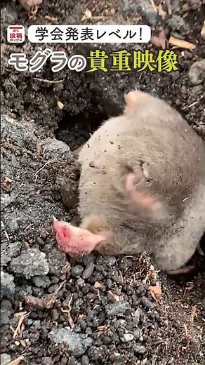 【貴重映像!】「学会で発表するレベルの映像です!」野生モグラの新居探しにモグラ研究者も感動！ #shorts