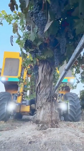 1.6M views · 4.3K reactions | Mesin panen anggur #agriculture #horticulture #harvest #machine #grape #fruit #reels #populer #soundtren #viral #fyp #febinuralam @pengikut #fbprofesional #jangkauanluas #shorts | Febi Nuralam | Facebook