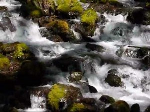 Hoh Rain Forest - Washington State