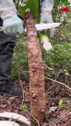 Sk 2880 mini rotary tillage and ridging one one tree short view #travel #beach #flowers