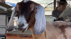 Goat, Bleat, Baa. Free Stock Video