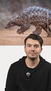 36K views · 225 reactions | That’s not a Pokémon, it’s a pangolin! What do they eat? Where do they live? How can you help them? Get all the details on this charismatic scaly mammal by watching our latest episode of Wildlife Café on YouTube: https://wwf.to/44UIqWg. | World Wildlife Fund | Facebook