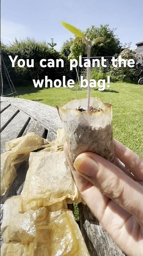 I Planted a Tea Bag in My Garden