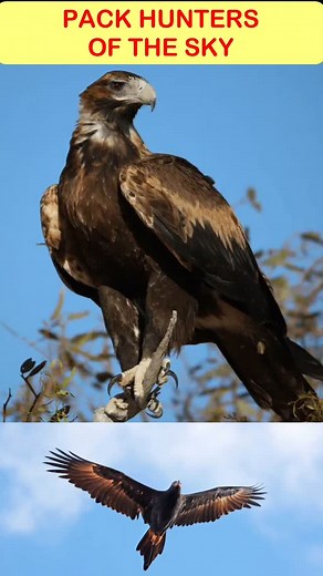 3.1K views · 1.4K reactions | ✨礪 The Wedge-Tailed Eagle – Australia’s sky king!  These giant raptors aren’t just solo hunters, they team up in packs to take down massive prey like kangaroos! 輦 #WildlifeFacts #EaglePower #NatureSecrets #WedgeTailedEagle #PredatorVsPrey #AnimalKingdom #ViralReels #DidYouKnow #facts #malayalam #didyouknow | Mr.TrendSetter | Facebook