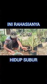 HOW TO CARE FOR YUCCA PLANTS AFTER PROPAGATION !!