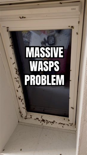 Help ! I have a massive wasp problem