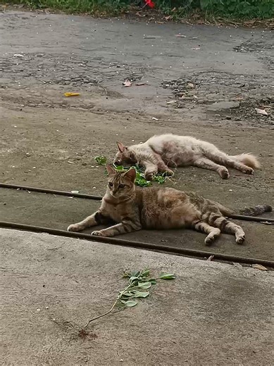 Pentingnya Menjaga Kucing Kita di Jalan