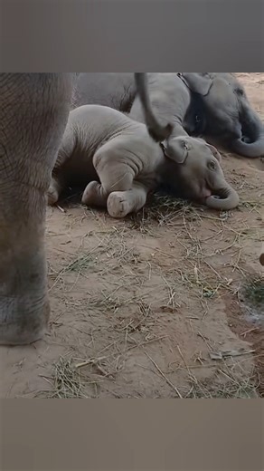An Adorable Baby Elephant Napping Near Her Beloved Sister🐘💤 #babyelephant #elephant #shorts