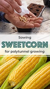Sowing Sweetcorn Are you growing this tasty crop this season? 🌽 Sow one seed per cell in a tray with large modules. We're using the Huw Richards' designed HR10 & HR20 in this video. 🌽 Germination rates can be low so it's a good idea to sow twice what you need. 18 -21°C is ideal so a nice warm, sunny windowsill or propagator will do the job. 🌽 If you are sowing more than one variety it may be better to leave 3 weeks between sowing as cross pollination can effect the sweetness & number of kerne