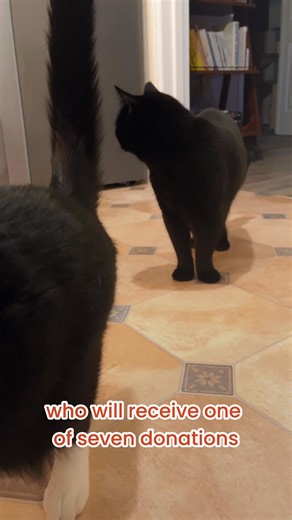 1.3K reactions · 13 shares | Every abandoned dog and cat has a story...