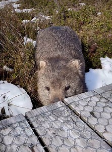How cute are the locals? 🐾 This friendly wombat was captured by @camjbainbridge during a visit to Cradle Mountain Lodge. Have you spotted one on your trip? We love seeing your wildlife moments — send us your photos or videos for the chance to be featured on our page. Plan your wilderness escape: https://tinyurl.com/mpruzmew #CradleMountainLodge #VisitTasmania #TasmanianWilderness #WinterEscape | Cradle Mountain Lodge