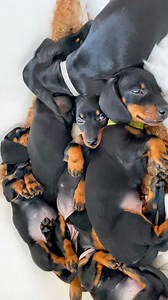 569K views · 89K reactions | Cute Mini Dachshund Puppies Compilation. | Loulou & Friends | Facebook