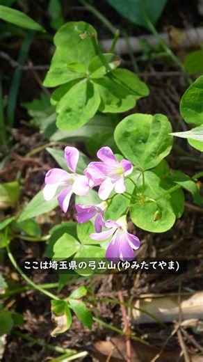 埼玉の本格的な田舎(16)🌿里山の癒される景色だ