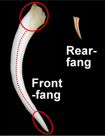 Snake Fangs 101