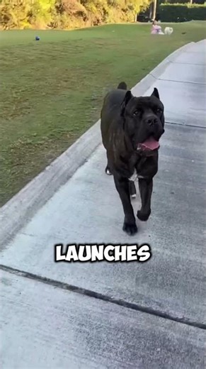 The Cane Corso That Fought Off a Bear!