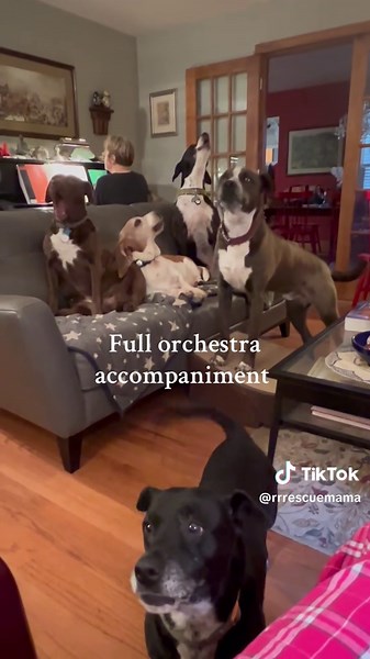 Singing Dogs with Full Orchestra Accompaniment