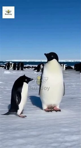 Viral Moment: See Why The Penguin Pushed The Other One Down!