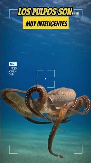 👉 The Octopus: The Alien of the Ocean 🌊🐙 (Octopoda)