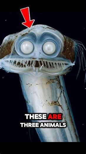 Animals That Look Fake… But They're 100% Real #animals