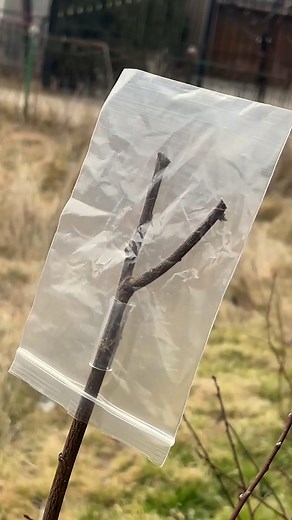 1.3M views · 7K reactions | Mastering Plant Grafting | Pixel Pop | Facebook