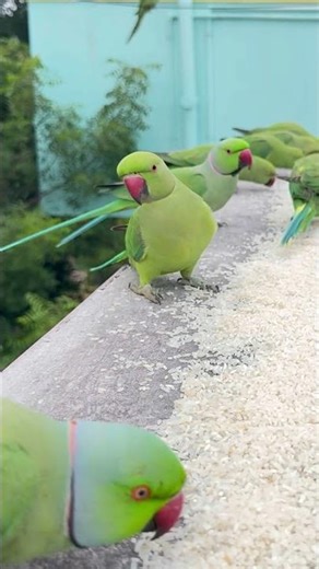 Green parrots singing 🎵 🦜🦜