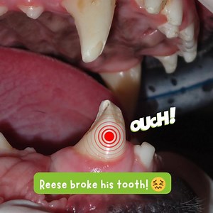 醴 Meet Reese, our brave 2-year-old pitbull friend! Reese came to us...