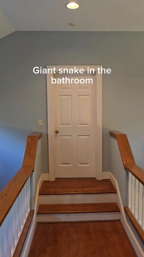 Descubrí una enorme serpiente en nuestro baño