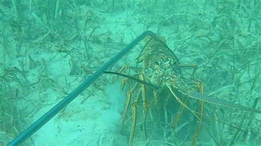 This underwater hunt was captured from the fish’s perspective