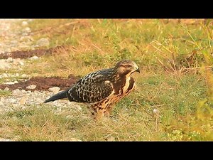 Swainson's Hawk - Pat O'Neil Bird ID's