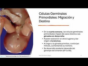 Embriología 4 GAMETOGÉNESIS. FORMACIÓN DEL ESPERMATOZOIDE Y DEL OVOCITO