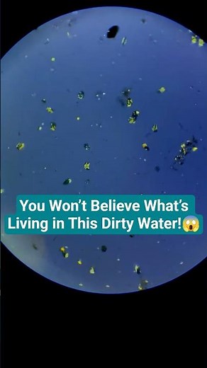 What Lives Inside a Mud Puddle? Microscopic Creatures Revealed!#microscope#microorganisms