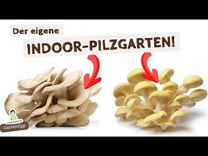 How to grow your own mushrooms - indoors all year round!