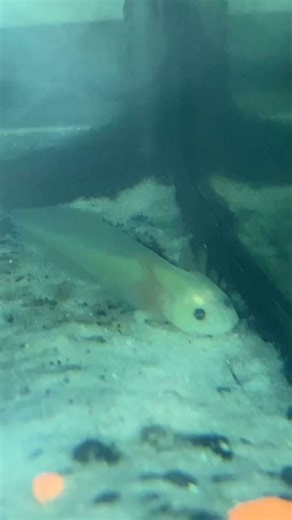 An #axolotl, commonly known as a "#Mexican walking #fish," is actually a type of salamander, not a fish. They are unique among amphibians in that they exhibit neoteny (also called paedomorphism), meaning they retain juvenile characteristics into adulthood. Unlike most salamanders that metamorphose into terrestrial adults, axolotls remain fully aquatic throughout their lives. | PrepperBabe