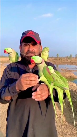 How to Trim Parrot Wings Safely 🦜 | Step-by-Step Guide