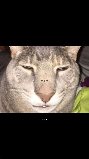 Scary Cat Meme: Hilarious and Cute Reactions