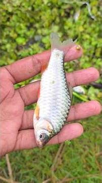 হাওড়ের মাছ #fishing #amazingfishing #fish.
