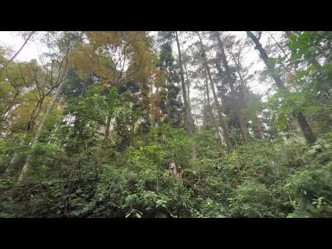 Forest of Tranquility: Pine Tree Sounds and Ambiance