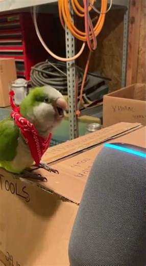 “Alexa, Find the Treasure!” — Parrot’s Pirate Adventure
