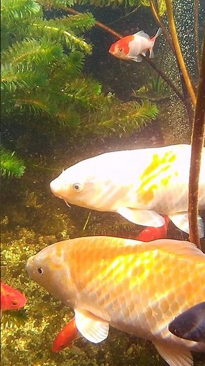 Koi Underwater Haven