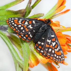 A magical transformation occurs inside every butterfly chrysalis. Here's how it works: | Oregon Zoo