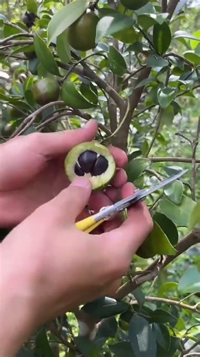 ma 000206mini rotary tillage and ridding all -in one tree short view