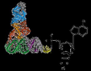 Mrna ve trna arasındaki fark - Haber 2026