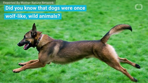 How Dogs Evolved From Wolves Into Pets